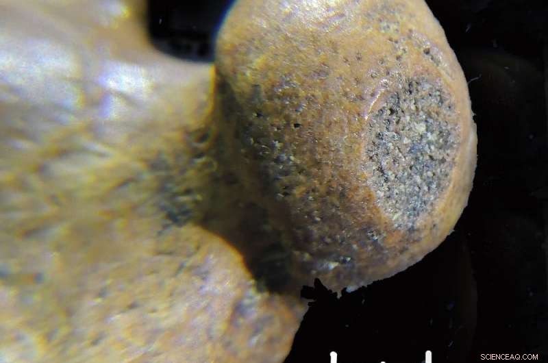 The Vanishing Giants: Unraveling the 1,000-Year Decline of Madagascar s Megafauna