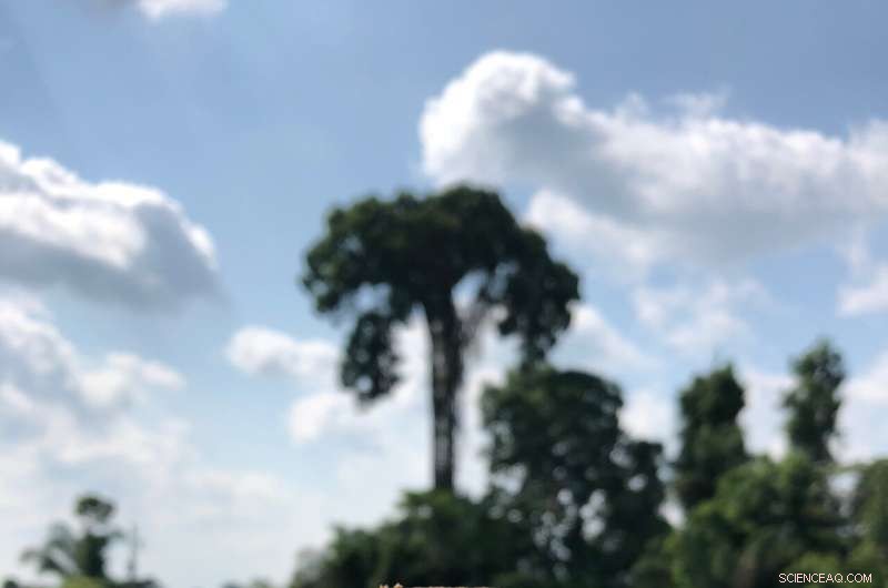 Tree Rings Tell Amazon’s Past: Pre‑Colonial Human Impacts Unveiled by Brazil Nut Analysis