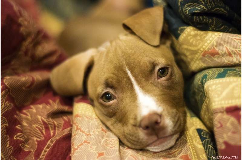 Dogs as Lifelines: Supporting Women in the Journey Out of Domestic Violence