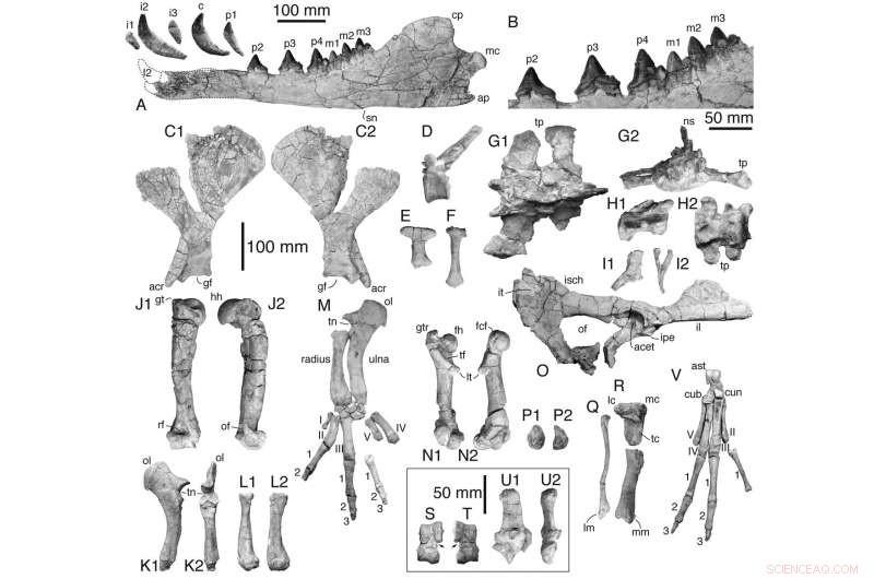 Peregocetus: Ancient Four-Legged Whale with Otter-Like Features Discovered on Peru s Coast