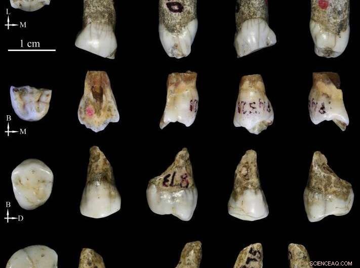 Tongzi Hominids May Represent a New Asian Human Ancestor