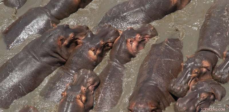 Humans Play Key Role in the Decline of Giant Herbivores Past and Present