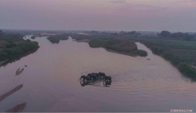 Humans Play Key Role in the Decline of Giant Herbivores Past and Present