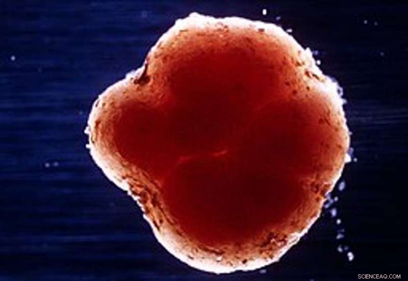 How the Impossible Burger Mimics Real Beef in Appearance and Flavor