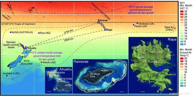 First Archaeological Confirmation of Taro Cultivation in Māori Gardens from the 1400s