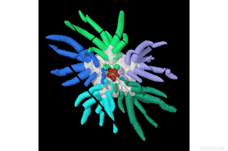 3D Reconstruction of Cthulhu Fossil Illuminates Ancient, Giant Relative of Modern Sea Cucumbers