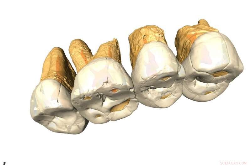 Discovery of Homo luzonensis: A New Early Human Species Unearthed in the Philippines