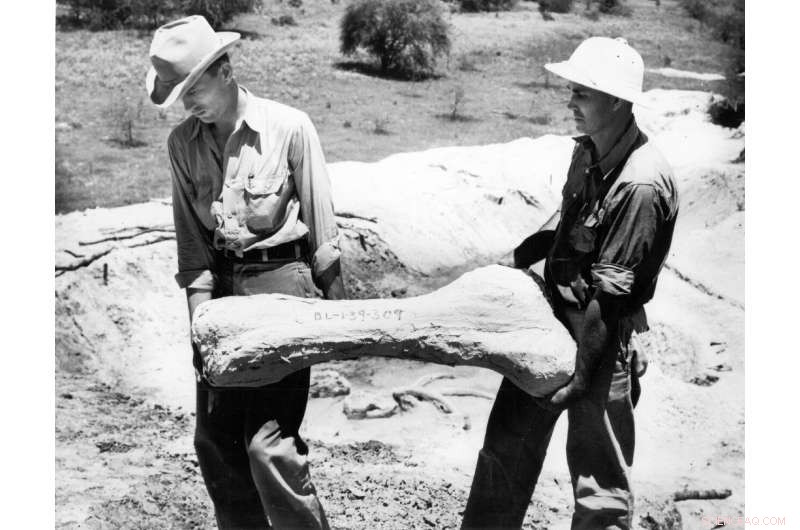 New Fossil Study Uncovers Texas  Ancient Wildlife: Elephants, Rhinos, Camels, and Alligators