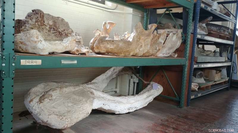 New Fossil Study Uncovers Texas  Ancient Wildlife: Elephants, Rhinos, Camels, and Alligators