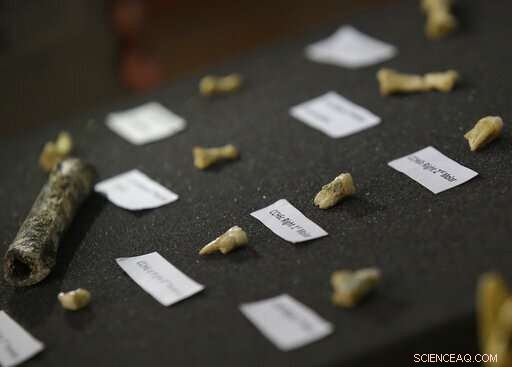 Filipino Researchers Discover New Human Species, Homo Luzonensis, in Callao Cave