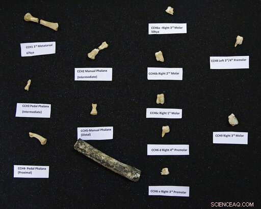 Filipino Researchers Discover New Human Species, Homo Luzonensis, in Callao Cave