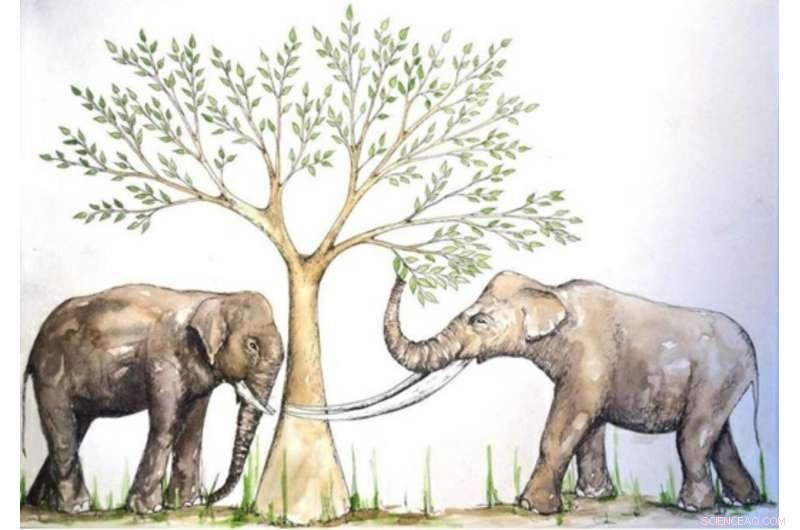Asian Elephant Surpasses Extinct Stegodon: Diverse Diet Drives Longevity Advantage