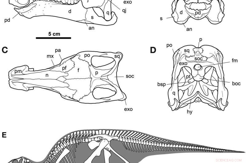 Discover Gobihadros mongoliensis: Mongolia s Latest Hadrosaur Species Revealed