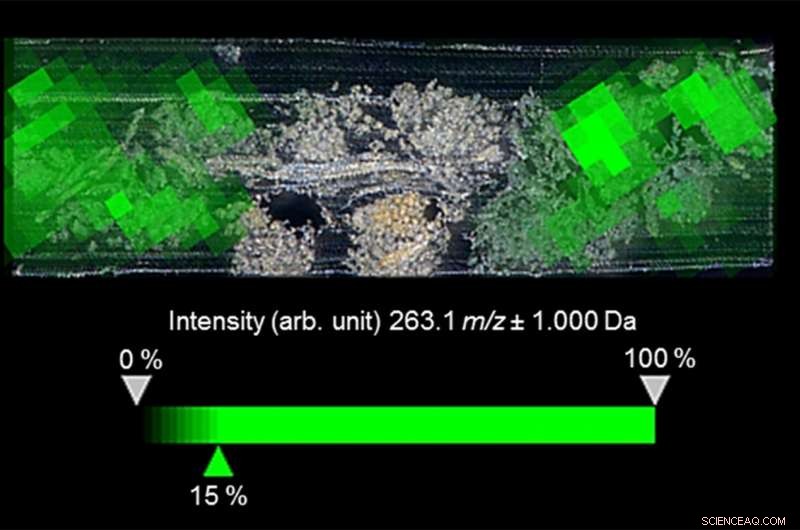 Ancient Natural Dyes Unveiled: New Study Deciphers Thousands-Years-Old Textile Coloration