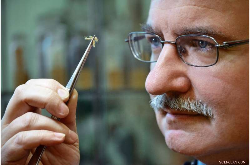 Ancient Natural Dyes Unveiled: New Study Deciphers Thousands-Years-Old Textile Coloration