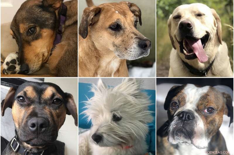 How Dog Lovers  Consensus Reveals Insights into Democracy