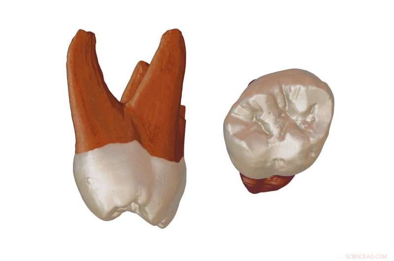 Neanderthal Tooth Unearthed in Serbia Sheds Light on Human Migration Patterns