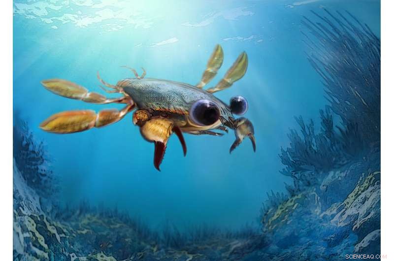 Meet Callichimaera perplexa: The 95‑Million‑Year‑Old Crab That Redefines the Species
