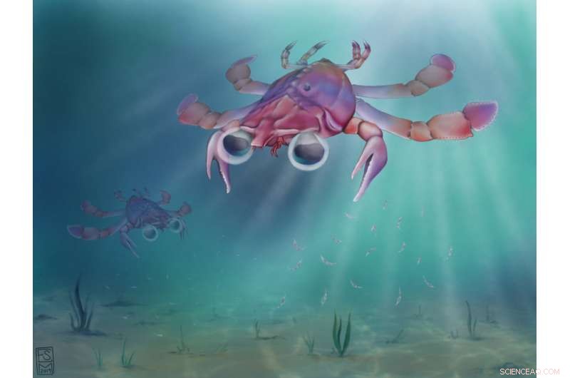 Meet Callichimaera perplexa: The 95‑Million‑Year‑Old Crab That Redefines the Species