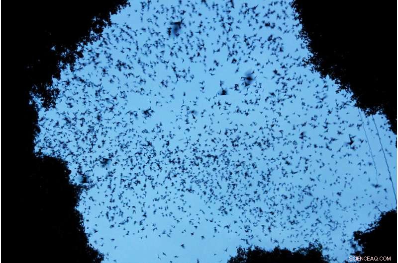 Uncovering Pleistocene Secrets: Scientists Solve 20,000-Year-Old Mystery Using Bat Droppings