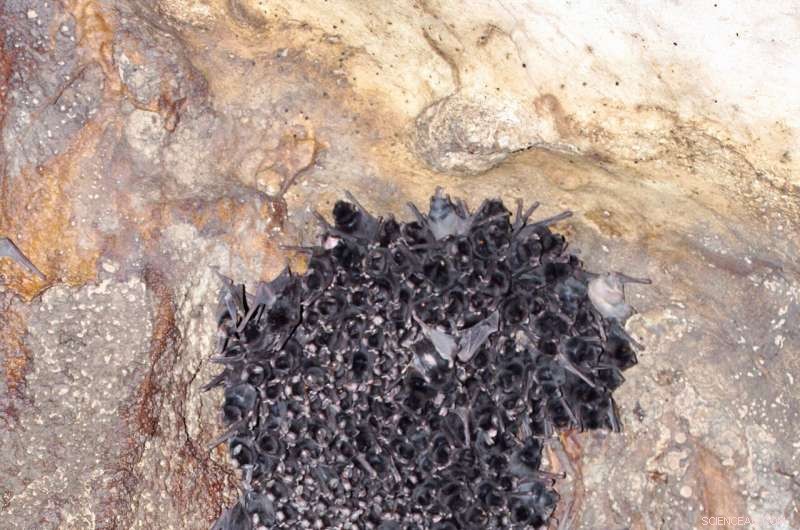 Uncovering Pleistocene Secrets: Scientists Solve 20,000-Year-Old Mystery Using Bat Droppings