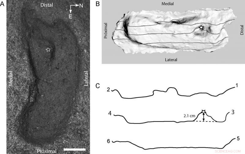Scientists Confirm Oldest Human Footprint in the Americas, Discovered in Chile