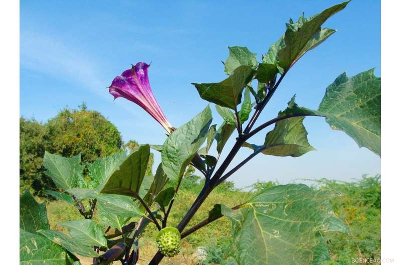 Researchers Explore Traditional Uses of Stramonium (Datura) Across Mexico and Spain