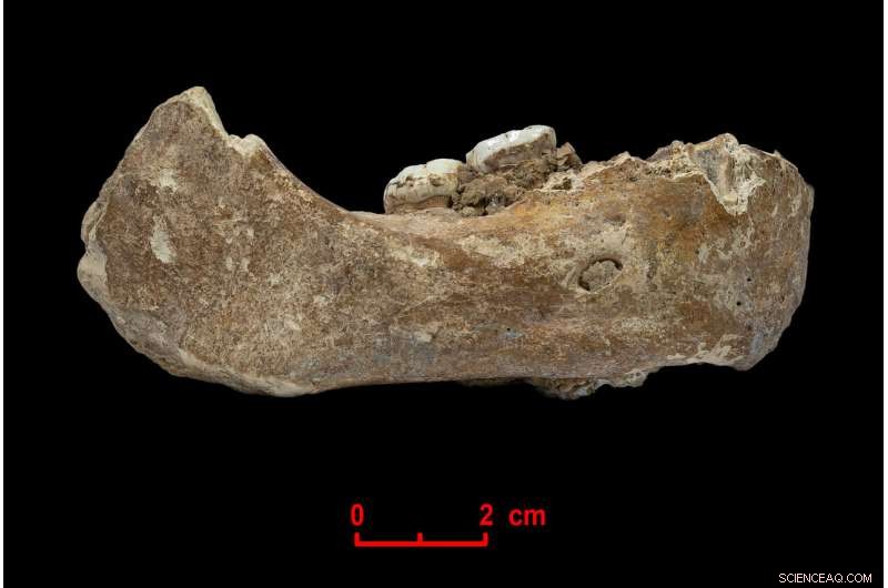 First Evidence of Denisovan Hominins on the Tibetan Plateau Uncovered