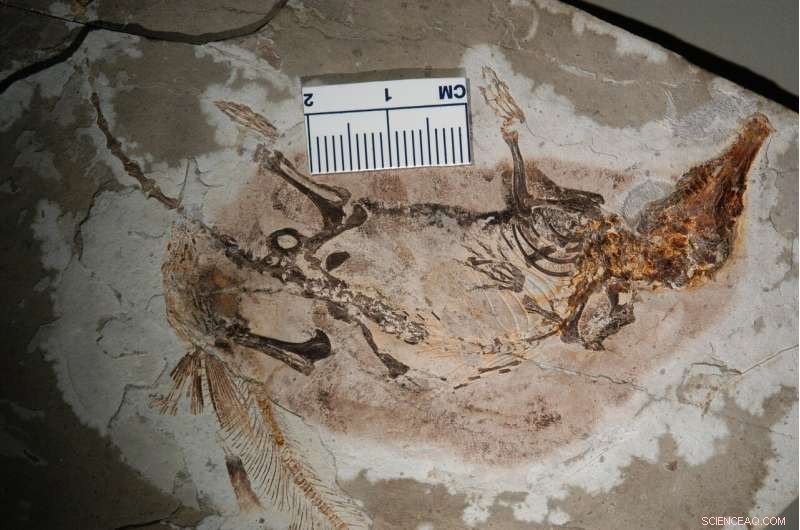 New PNAS Study Reveals How Flowering Plants, Dental Evolution, and Dinosaur Extinction Shaped Mammal Rise