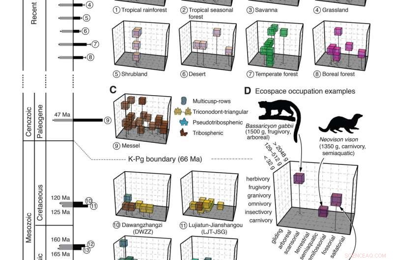 New PNAS Study Reveals How Flowering Plants, Dental Evolution, and Dinosaur Extinction Shaped Mammal Rise