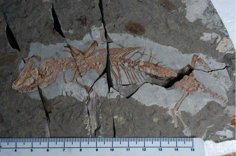 New PNAS Study Reveals How Flowering Plants, Dental Evolution, and Dinosaur Extinction Shaped Mammal Rise