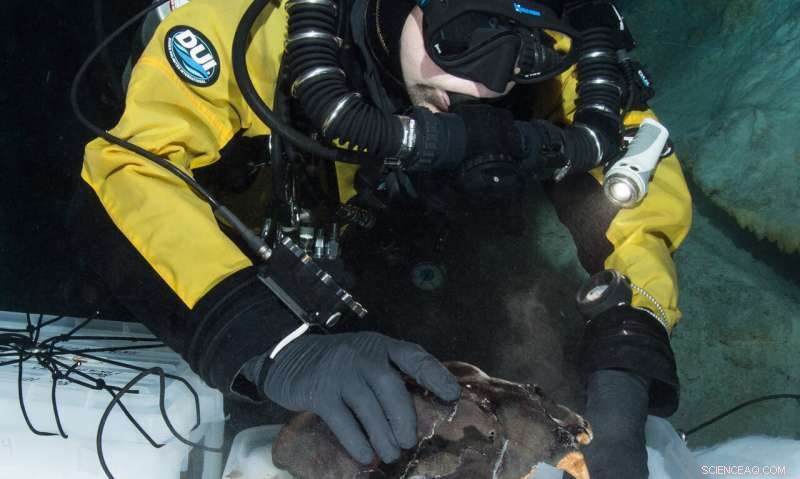 New Findings: Mexican Cave Reveals South American Animal Bones, Illuminating the Great American Biotic Interchange