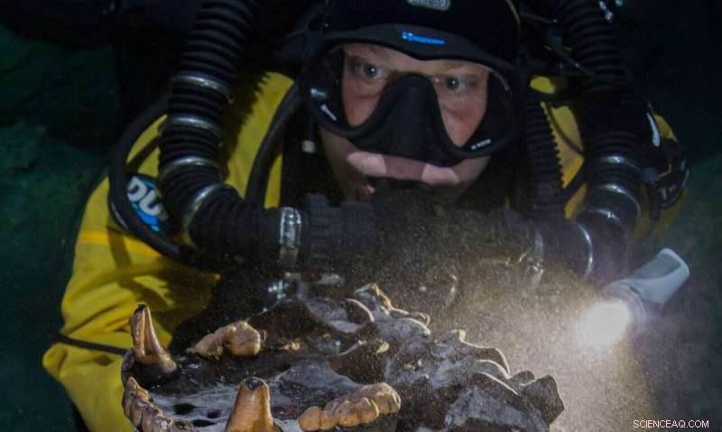 New Findings: Mexican Cave Reveals South American Animal Bones, Illuminating the Great American Biotic Interchange