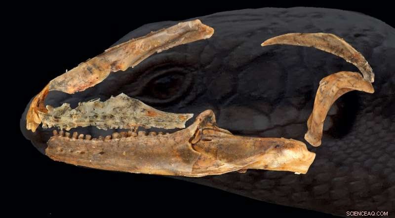 Ancient Australian Skink Revealed: 15‑Million‑Year‑Old Fossil Shows Rounded Crushing Teeth