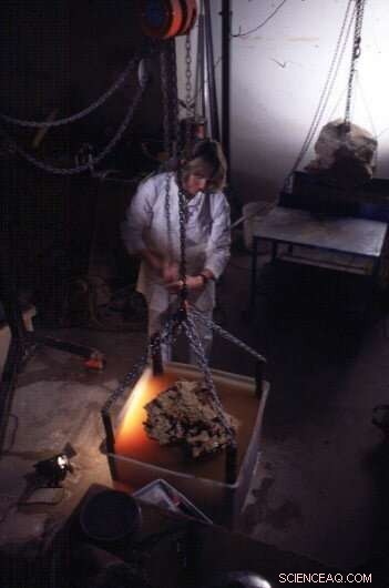 Ancient Australian Skink Revealed: 15‑Million‑Year‑Old Fossil Shows Rounded Crushing Teeth