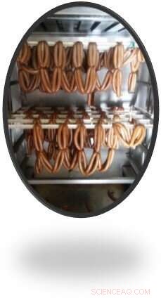 Scientists Advocate for Maggots as Sustainable Protein Source