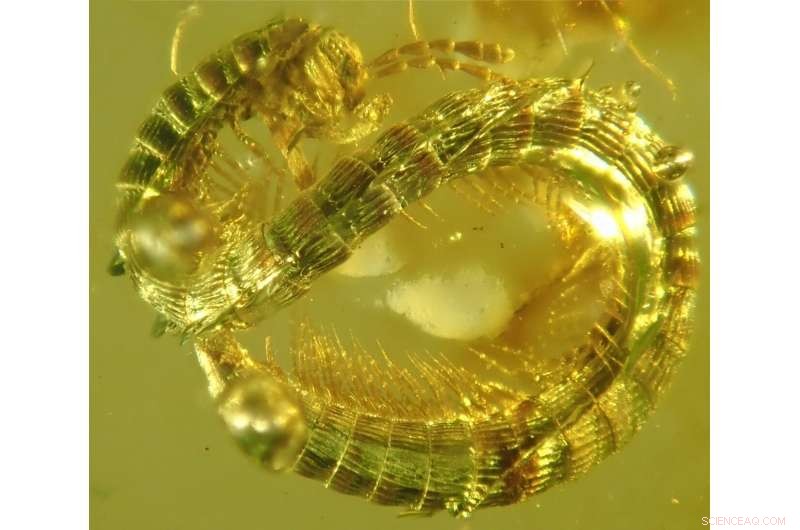 New Millipede Suborder Discovered via 3‑D Fossil Reconstruction