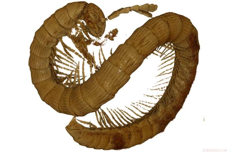 New Millipede Suborder Discovered via 3‑D Fossil Reconstruction