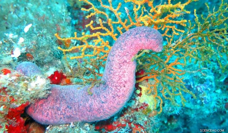 500‑Million‑Year‑Old Fossil Reveals Echinoderm Ancestor of Modern Sea Creatures