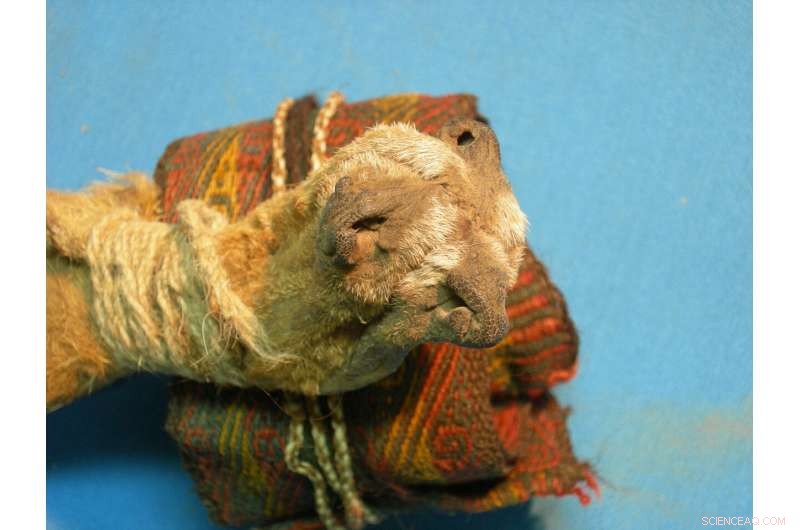 Ancient Ritual Bundle Reveals Use of Multiple Psychotropic Plants