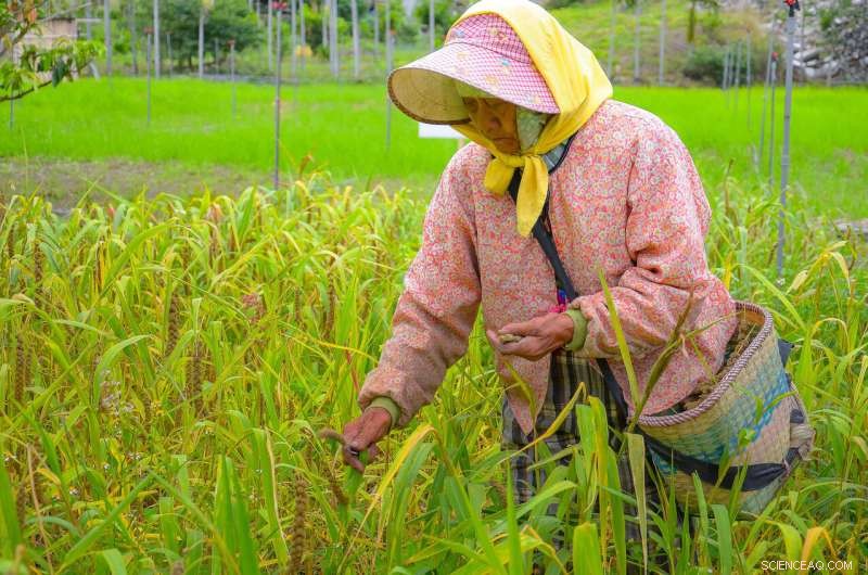 Groundbreaking Study Reveals Origins of the Sino‑Tibetan Language Family