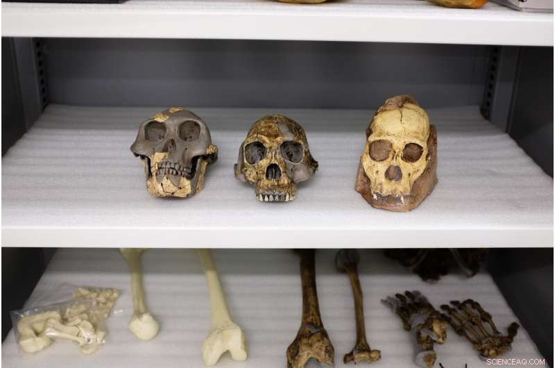 Statistical Study Casts Doubt on South African Fossil as Human Ancestor