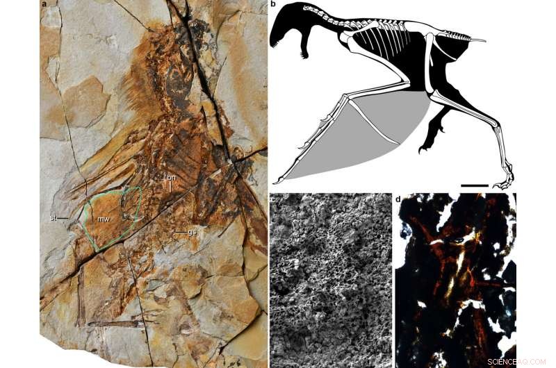 New Jurassic Theropod Dinosaur Sheds Light on How Flight Evolved in Dinosaurs