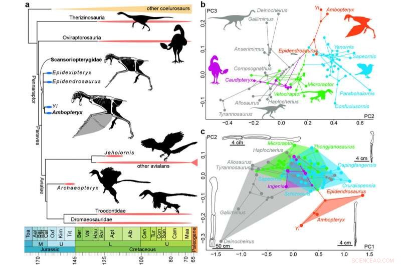 New Jurassic Theropod Dinosaur Sheds Light on How Flight Evolved in Dinosaurs