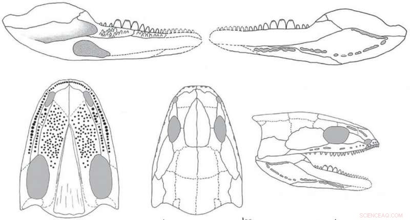 Tiny Early Tetrapod Revealed to Possess Remarkably Strong Bite, New Study Shows
