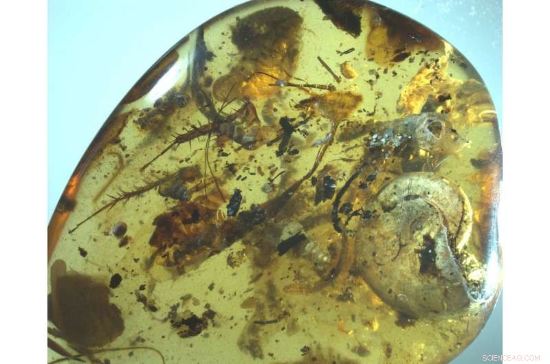 Historic 99‑Million‑Year‑Old Amber Encases First Ammonite Fossil