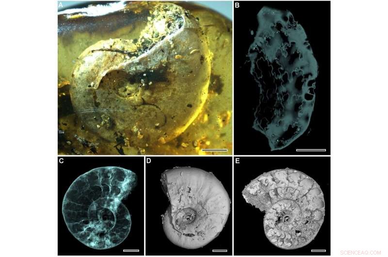 Historic 99‑Million‑Year‑Old Amber Encases First Ammonite Fossil