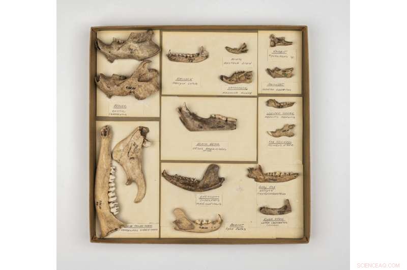 Data Platform Illuminates Human Environmental Footprint Through Archaeological Discoveries