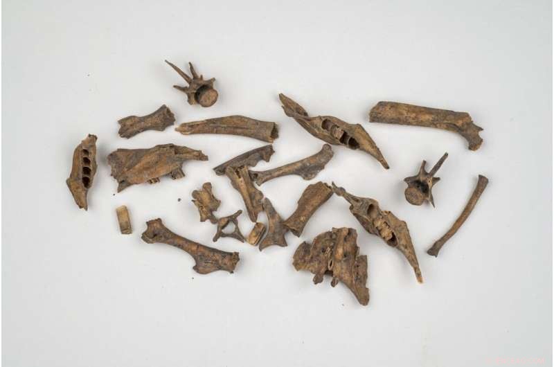 Data Platform Illuminates Human Environmental Footprint Through Archaeological Discoveries