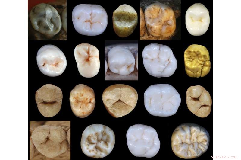 Neanderthals Split from Modern Humans Over 800,000 Years Ago, New Study Finds